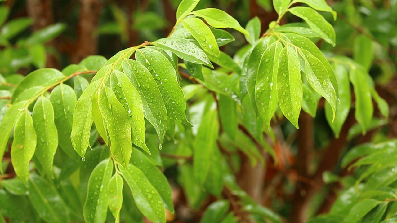 雨落在树叶上视频素材