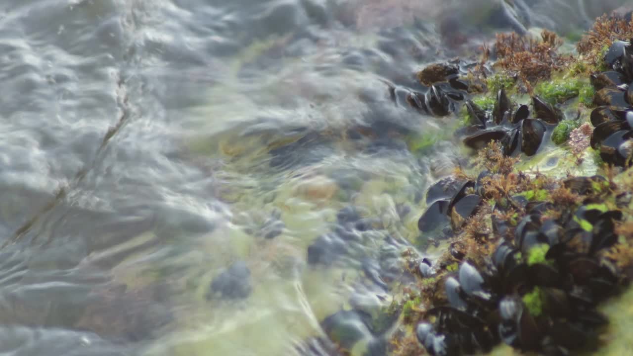 一群黏附在海滩岩石上的小软体动物和贻贝视频素材