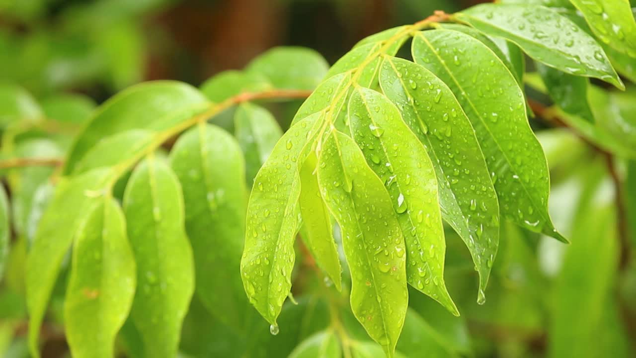 雨落在树叶上视频素材