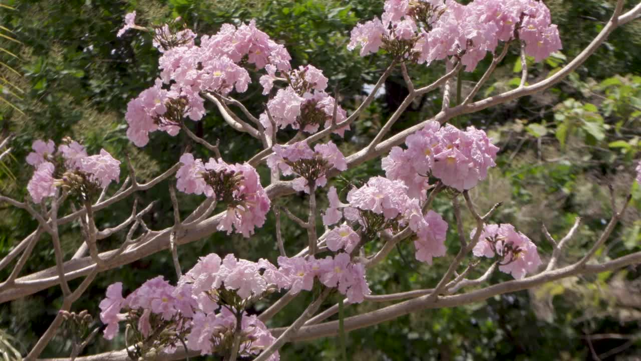 粉红的花瓣在风中摇曳视频素材