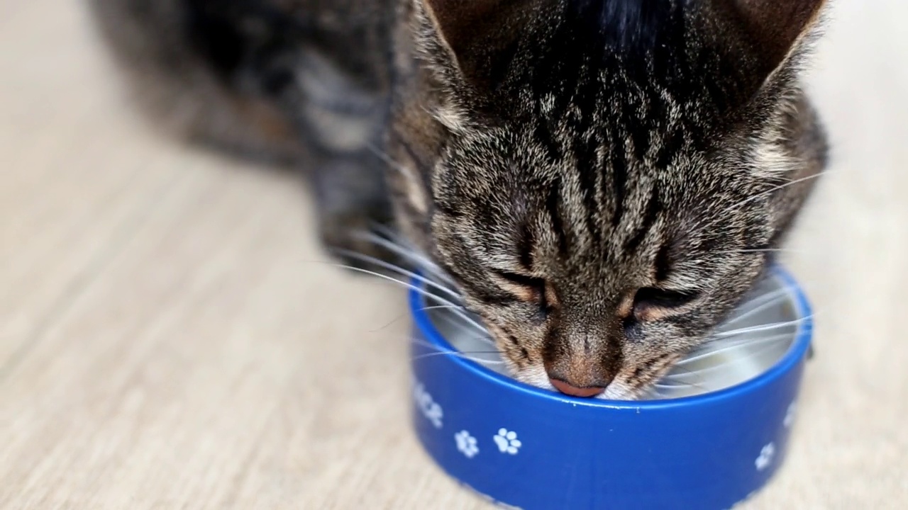 可爱的灰色虎斑猫吃碗里的食物视频素材