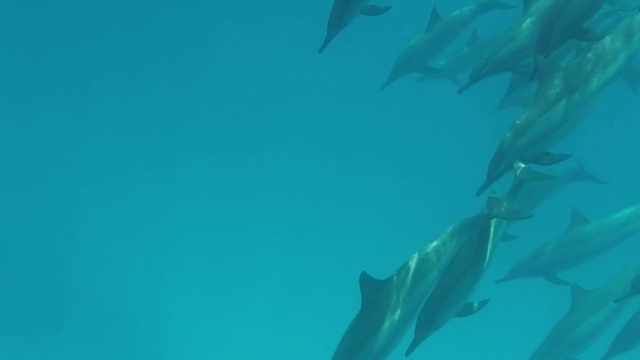 海豚。转轮海豚。视频素材