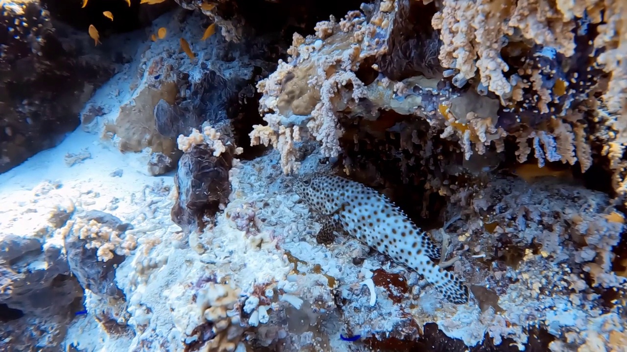 埃及红海的一条油石斑鱼(Epinephelus tauvina)的4k镜头视频素材