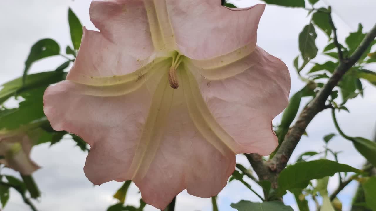 大的美丽的粉红色的曼陀罗花。视频素材