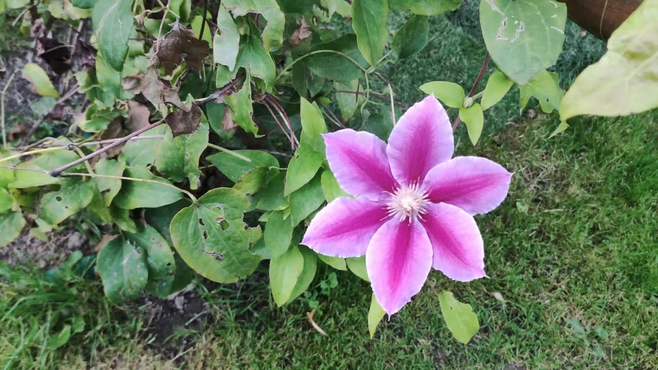 花园里多年生铁线莲藤蔓的花。美丽的铁线莲的花视频素材