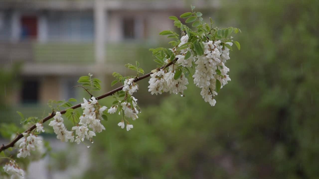 金合欢树在开花。视频素材