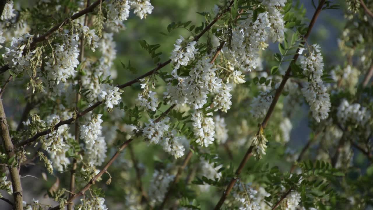 金合欢树在开花。视频素材