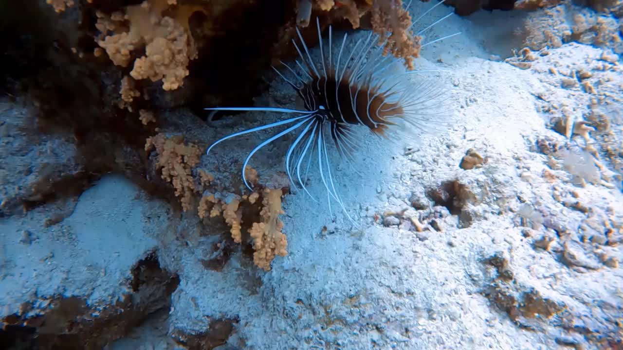 埃及红海的一条Clearfin Lionfish (Pterois radiata)的4k视频片段视频素材