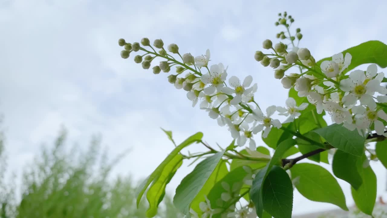 开花鸟樱桃树的特写，与蓝天的自然背景视频素材