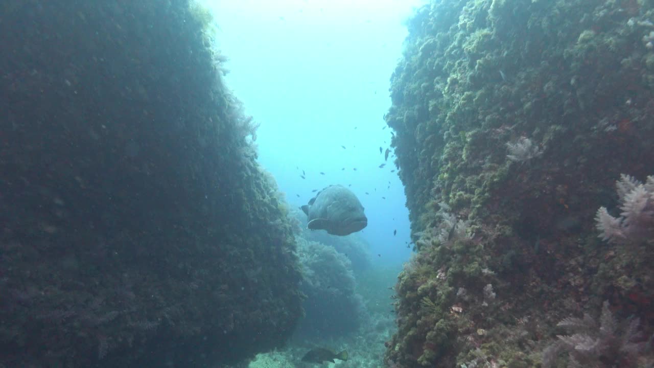 混浊海水中的地中海石斑鱼视频素材