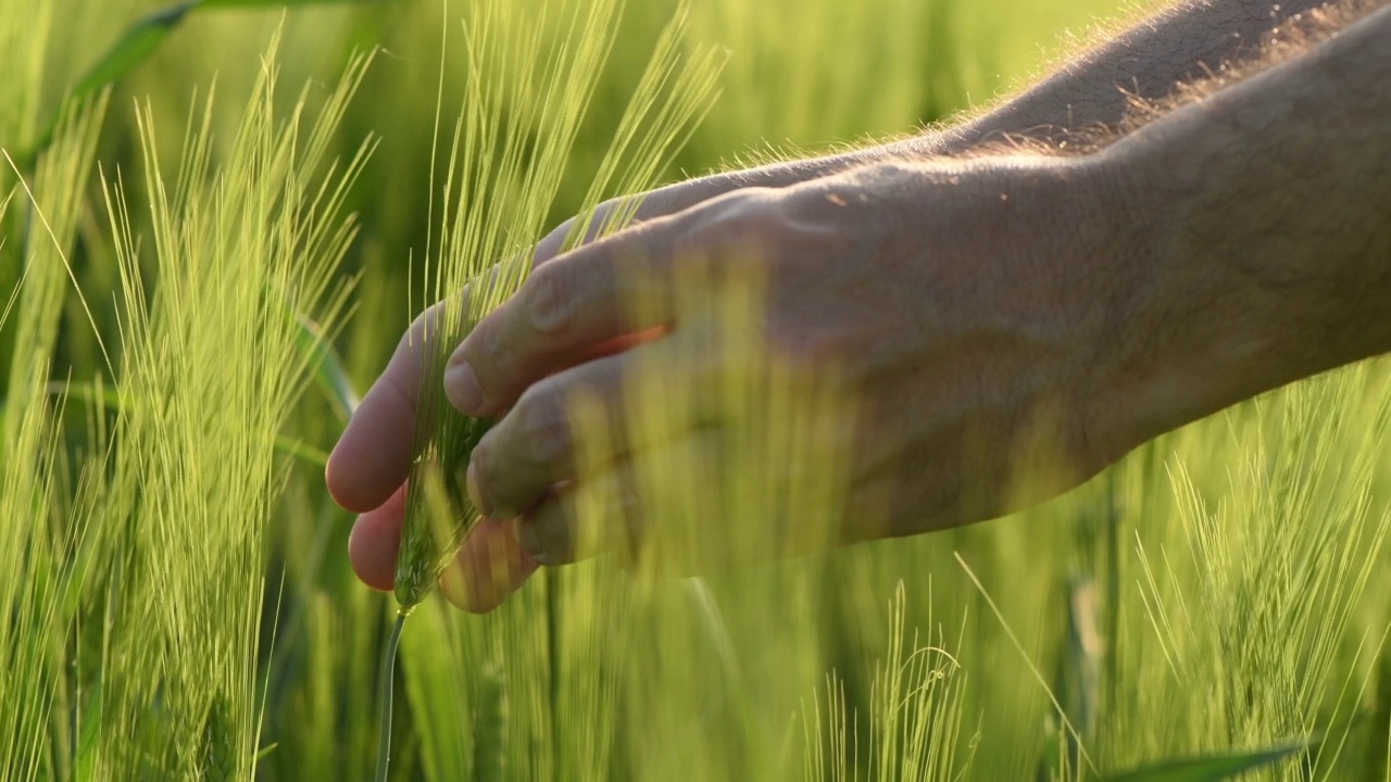 男性农民农学家检查青稞(hordeum vulgare)作物的发展的特写视频素材