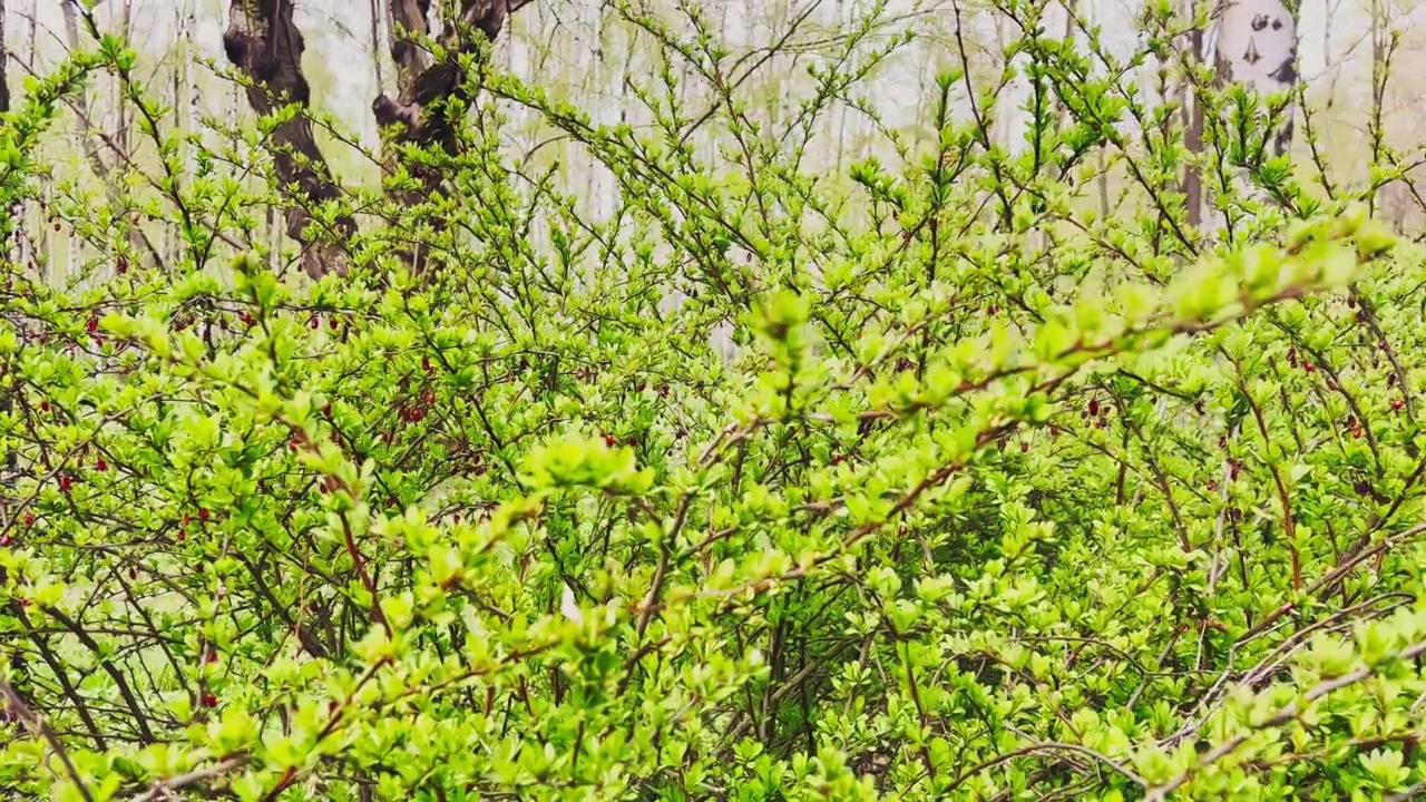 在春天公园的背景下，红色的花楸果实在树枝上的特写镜头，多云天气下的绿叶视频素材