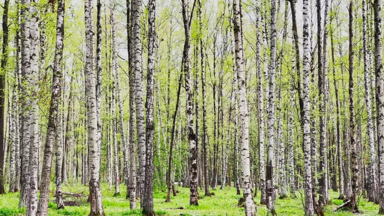 在阳光明媚的天气，散步的人们，春天的第一天，绿色的叶子开始出现在自然公园的草地上的桦树树林的全景视频素材