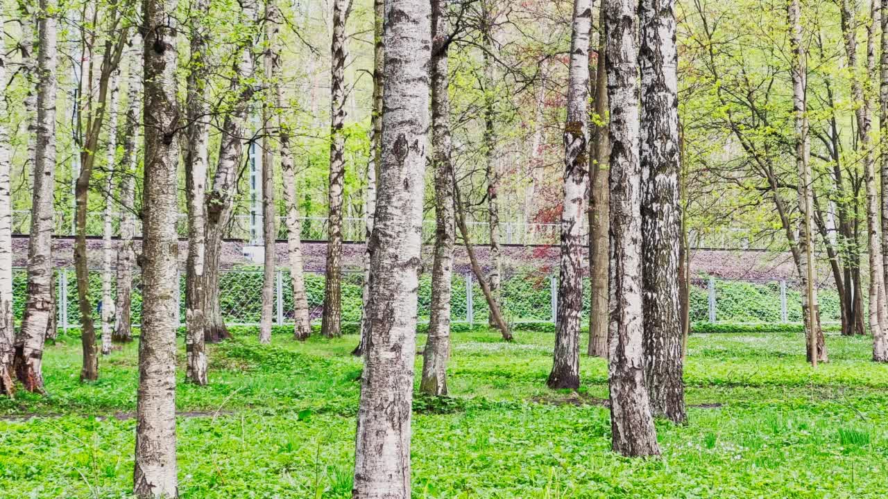 在阳光明媚的天气里，自然公园里的白桦林在绿色的草地上缓慢移动，电动火车在背景上，春天的第一天，绿色的叶子开始出现，没有人视频素材