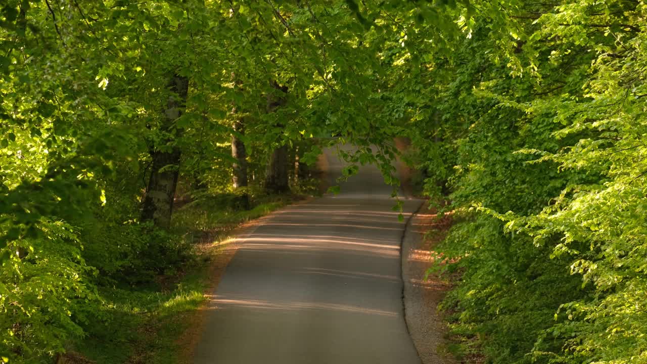 穿过山毛榉林的狭窄道路，在春天的夕阳下视频素材