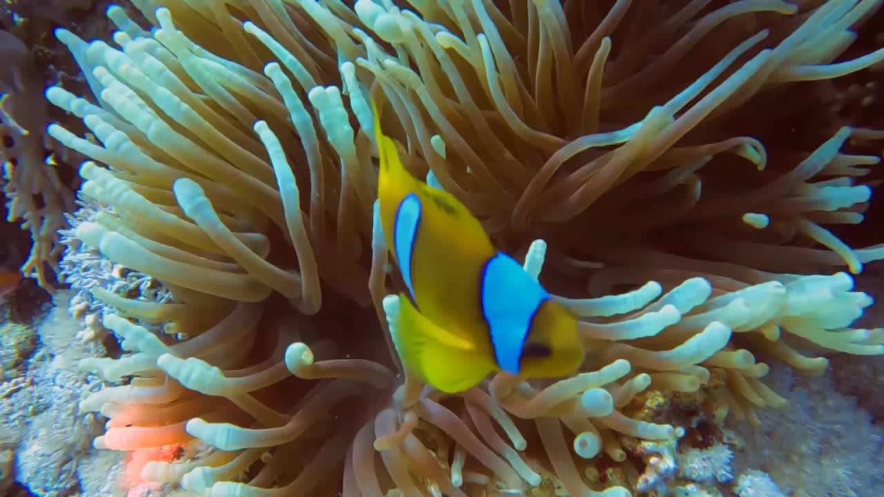 埃及红海海葵鱼(Amphiprion bicinctus)的4k镜头视频素材