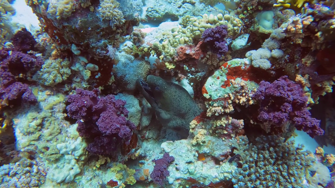 埃及红海中一条巨型海鳗(Gymnothorax javanicus)的4k视频视频素材