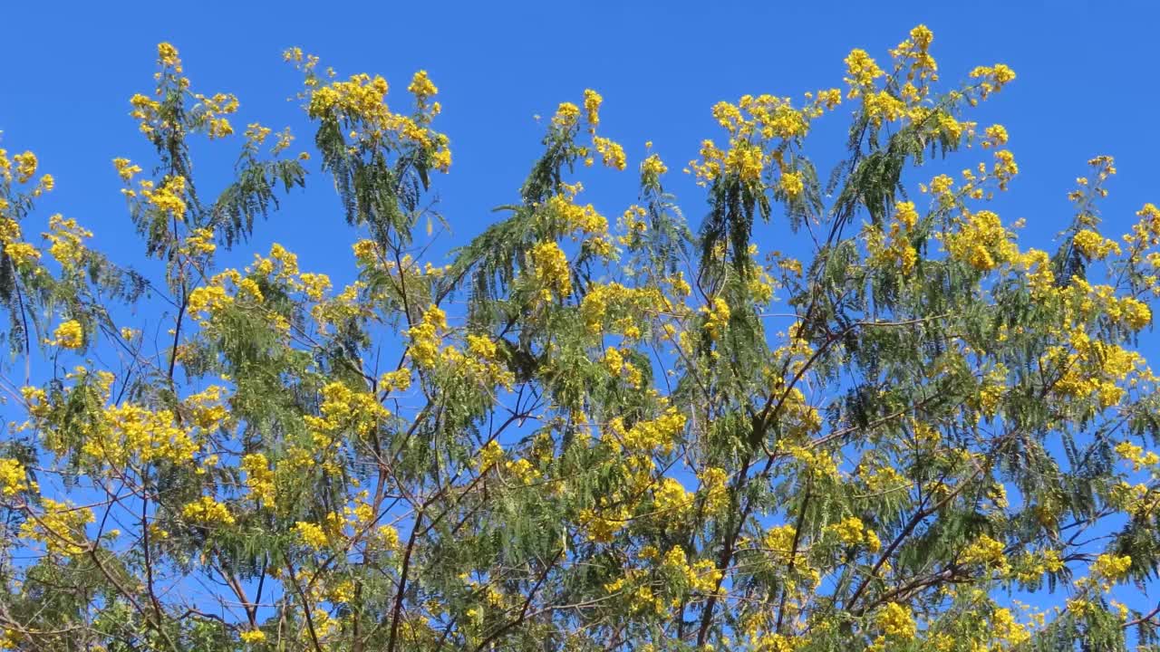 夏季开花的风景视频素材