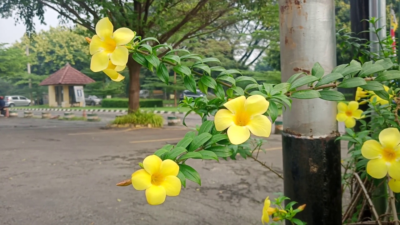 观赏植物视频素材