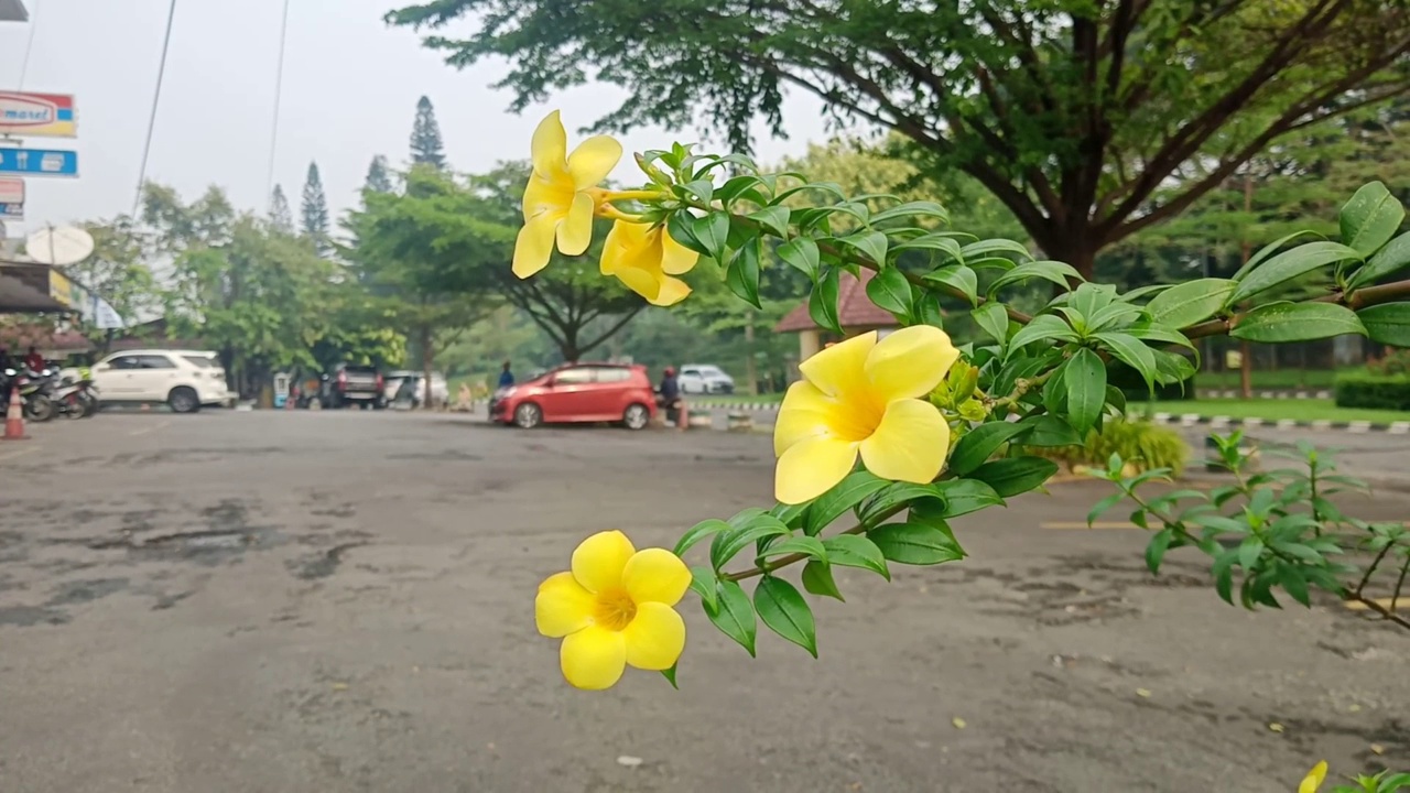 观赏植物视频素材