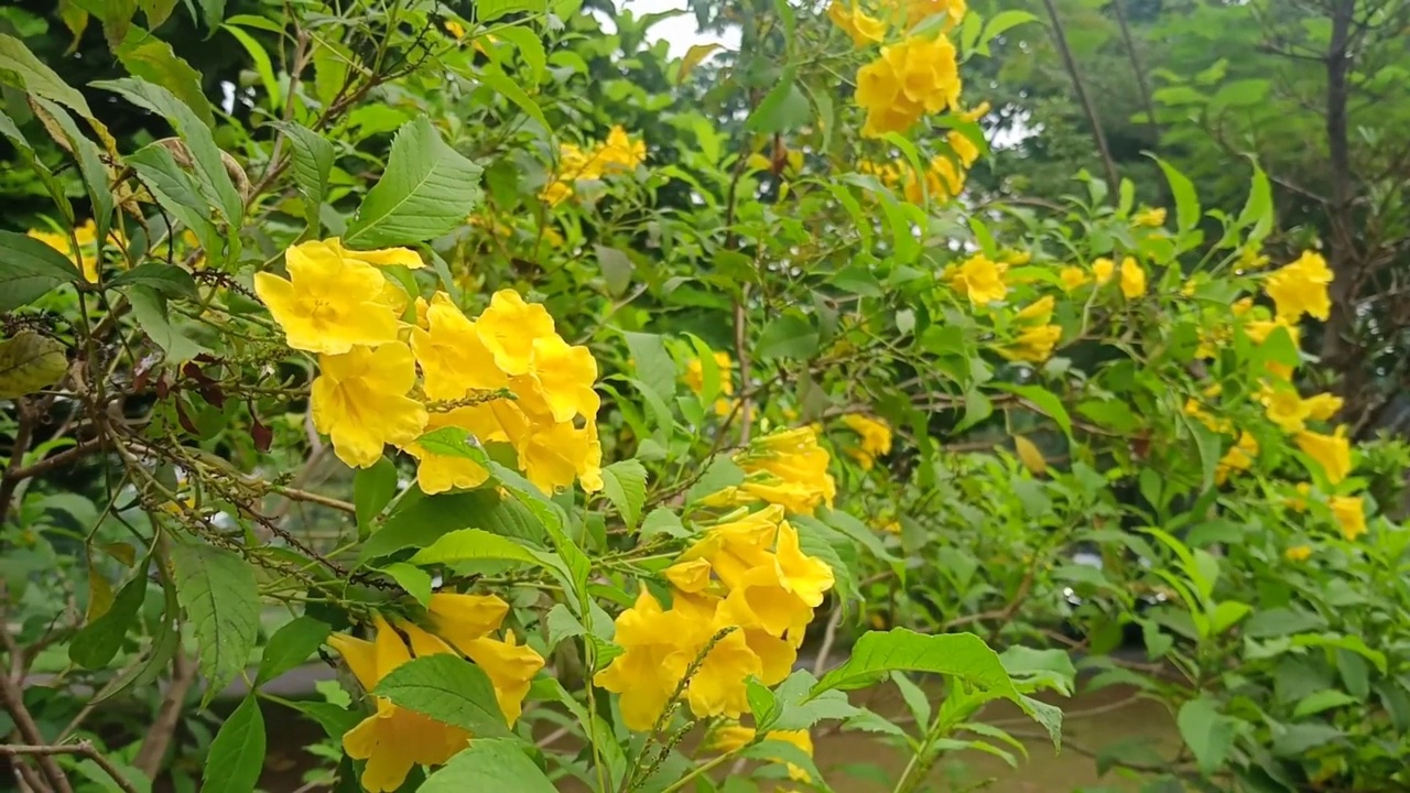 观赏植物视频素材