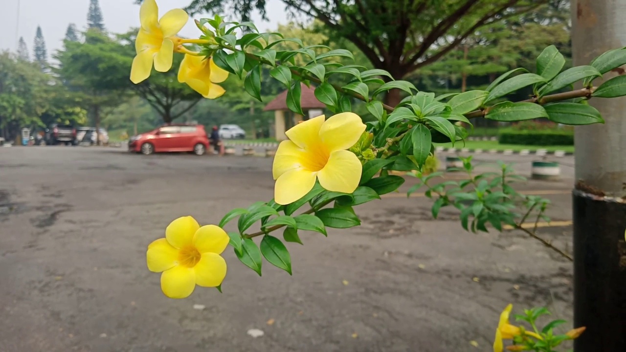 观赏植物视频素材