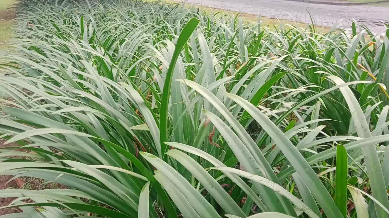 观赏植物视频素材