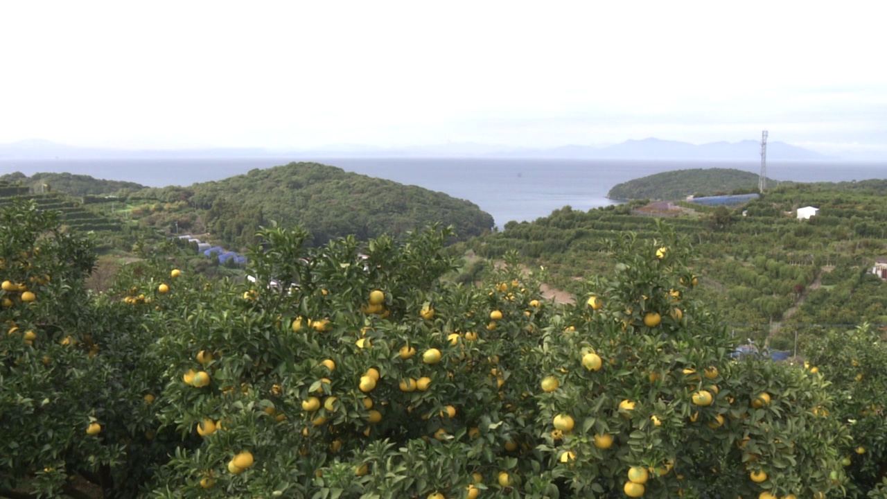 柑橘种植园和白井海，熊本，日本视频素材