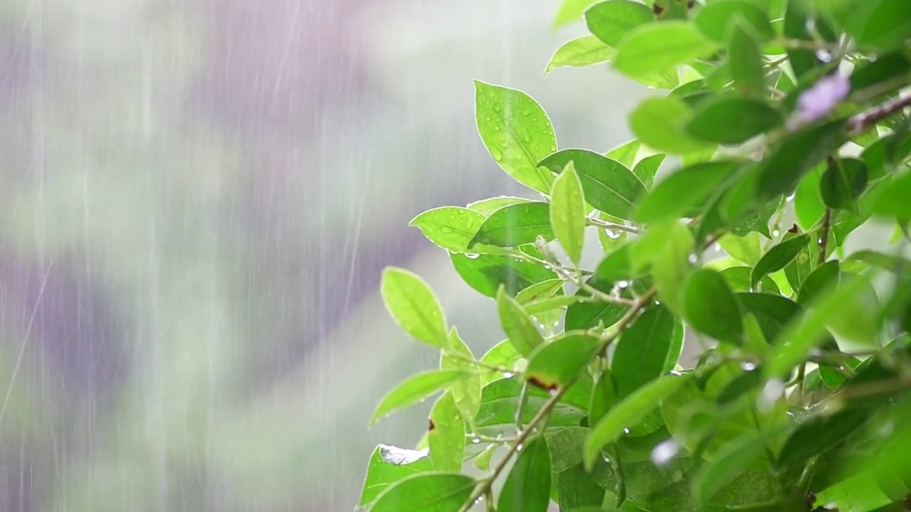 雨落视频下载