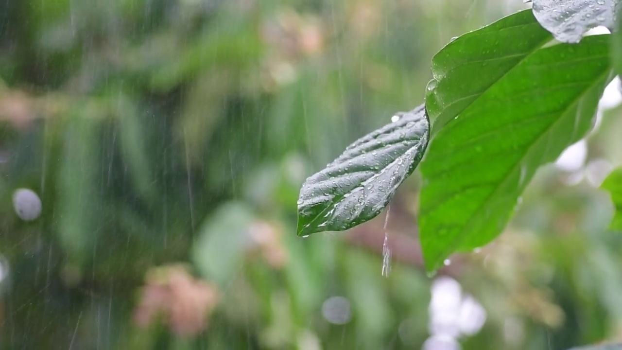 雨季视频下载