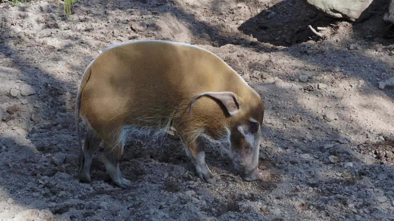 寻找食物的红河猪(Potamochoerus porcus)。视频素材