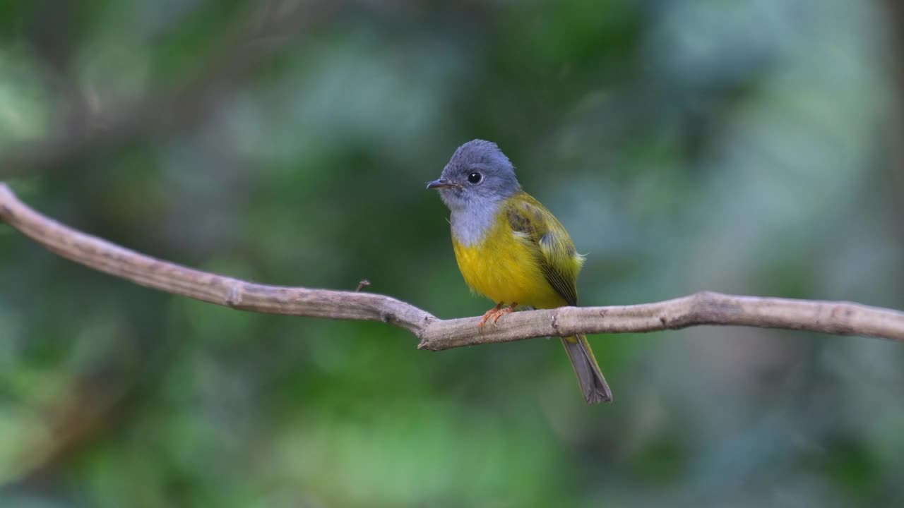 灰色头发Canary-flycatcher鸟视频下载