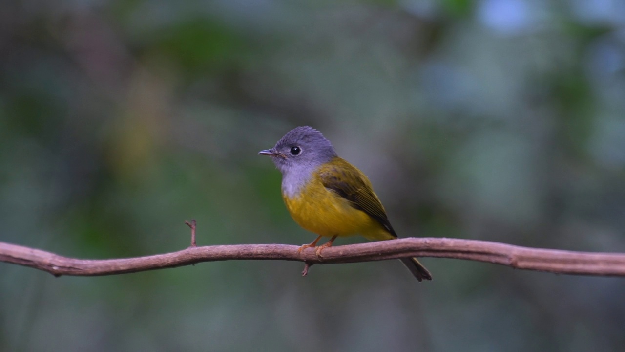 灰色头发Canary-flycatcher鸟视频下载