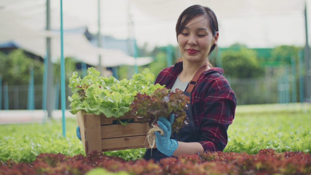 年轻的女农民在她农场的温室里工作视频素材