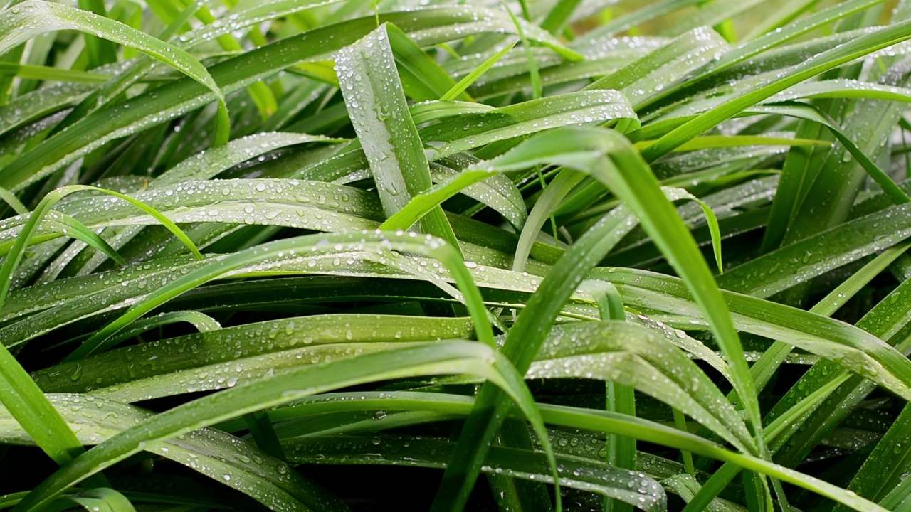 雨后的绿叶视频素材