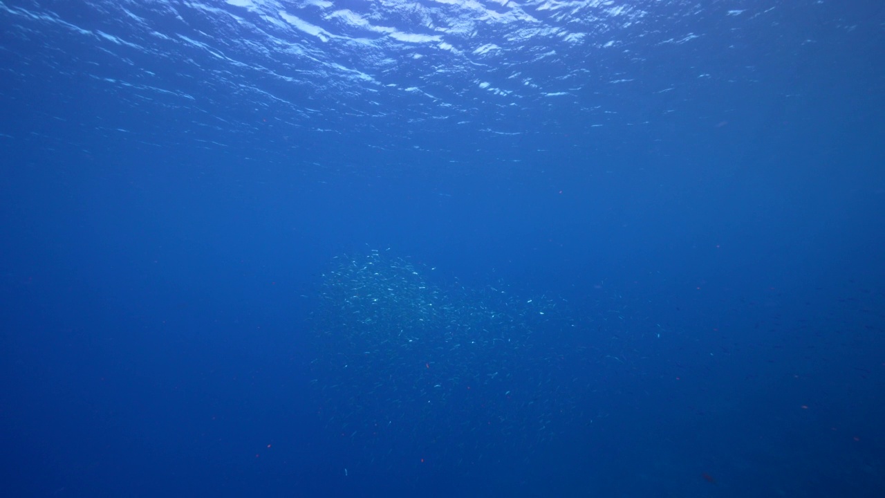 4K 120帧超慢动作:与鱼群的海景，博加鱼在加勒比海的珊瑚礁，库拉索岛视频素材