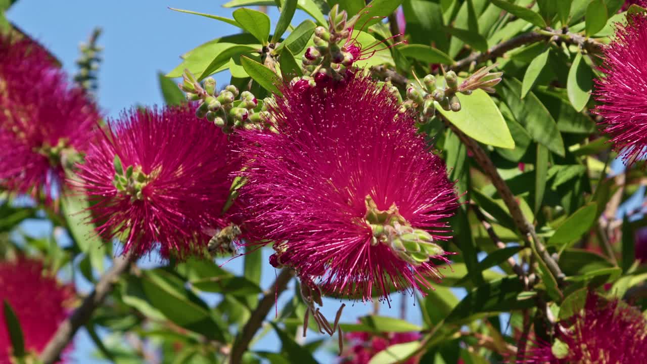 蜜蜂在红花中采蜜视频素材