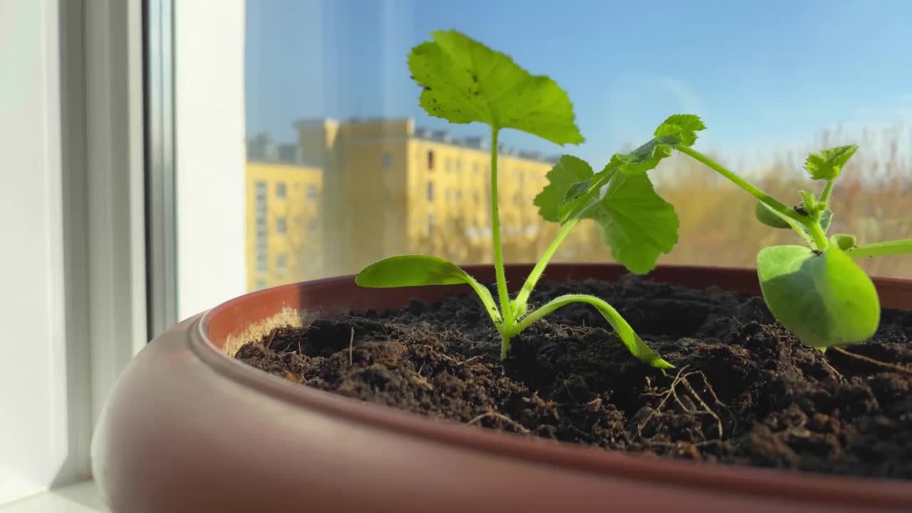 在窗台上浇黄瓜或南瓜苗。小黄瓜在花盆中播种。在家种菜。锄地视频素材