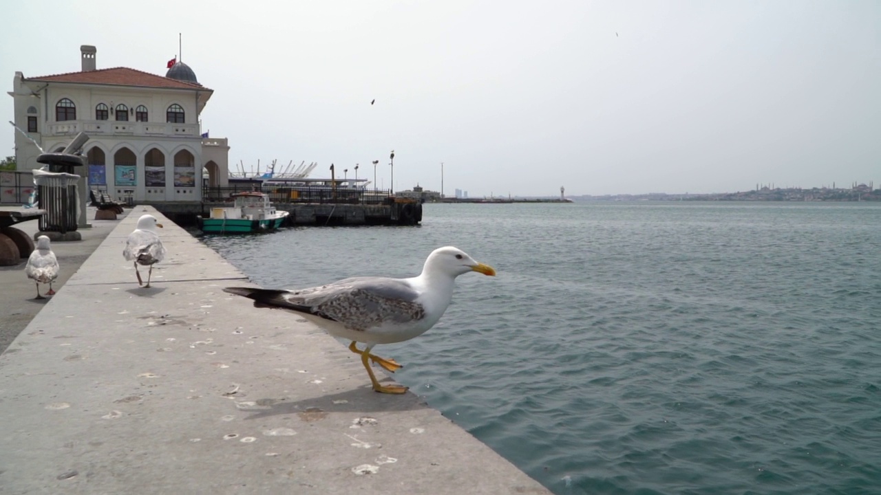 海鸥视频素材