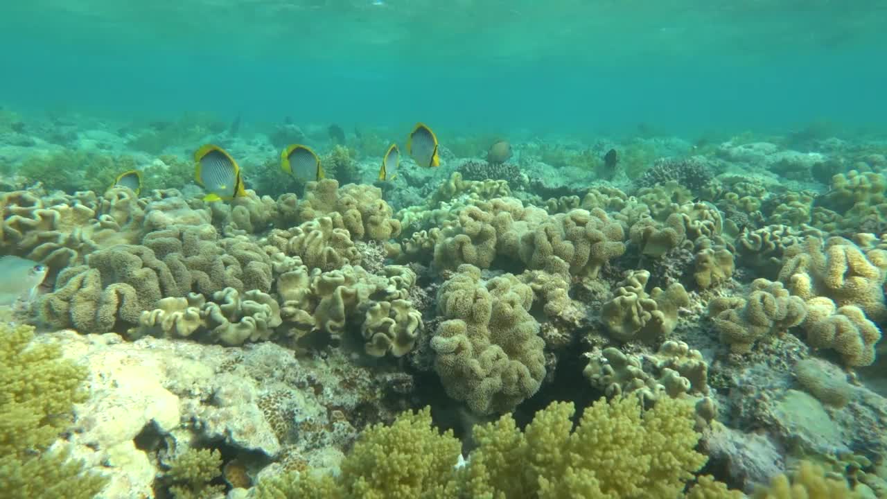 美丽的鱼在红海的珊瑚礁。视频素材