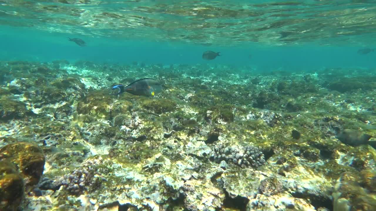 美丽的鱼在红海的珊瑚礁。视频素材