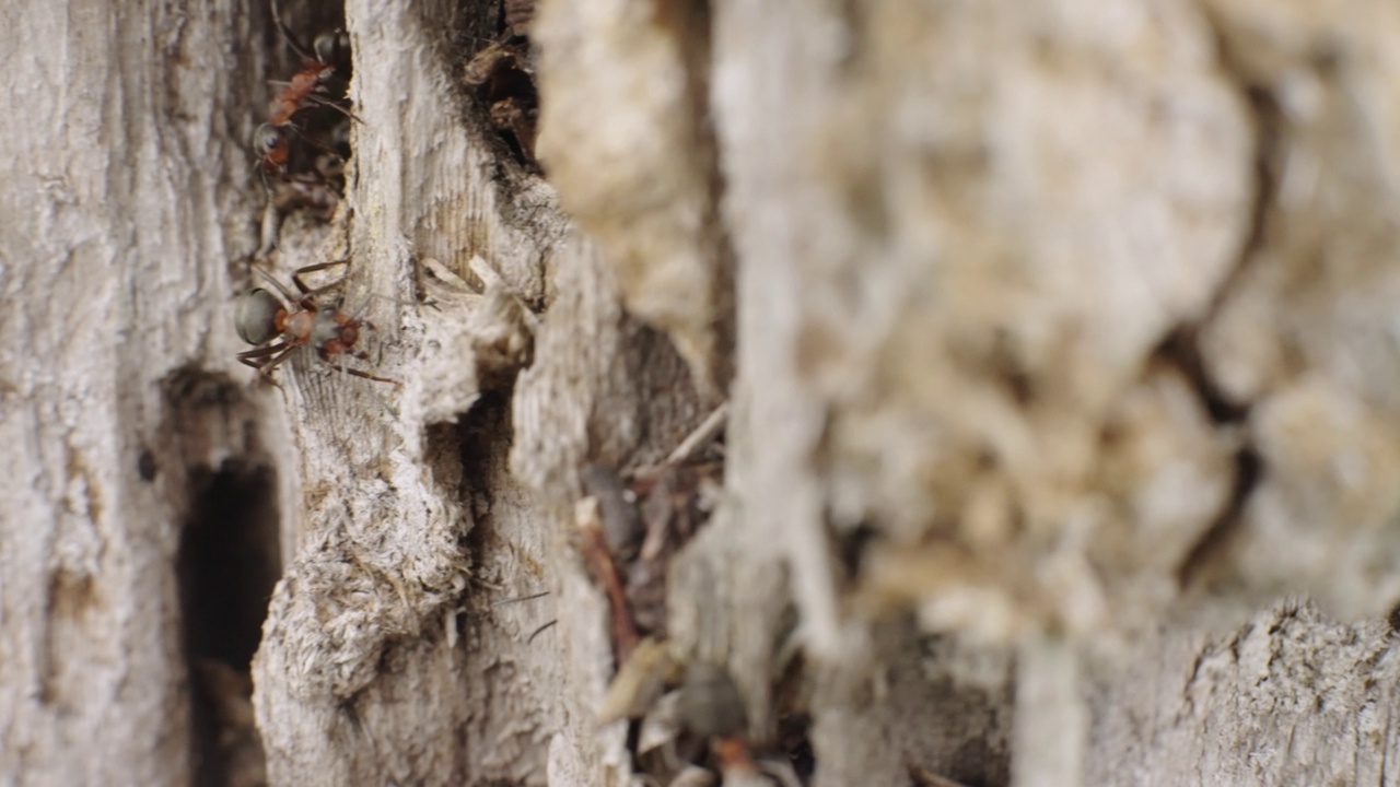 蚂蚁在树桩上挖洞视频下载