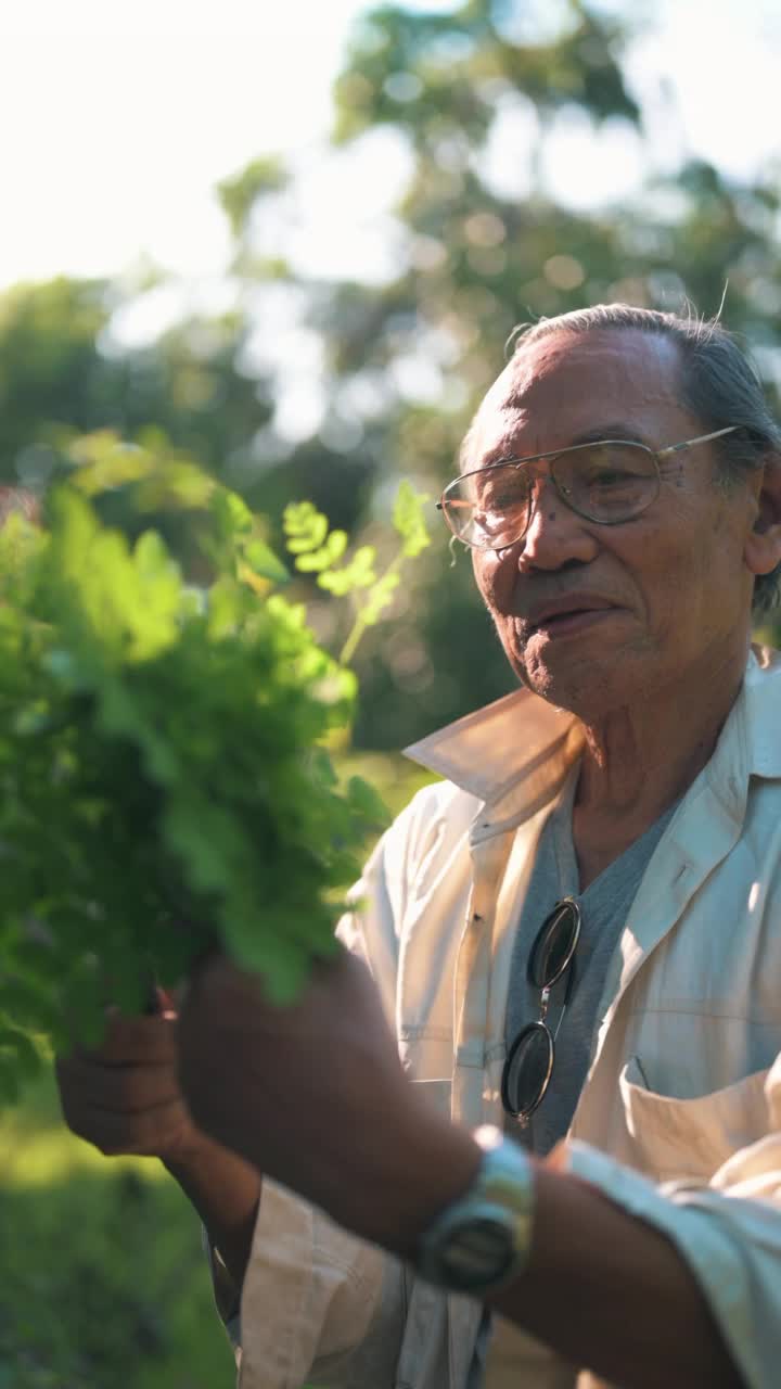 高级男子在家里的菜园园艺视频素材