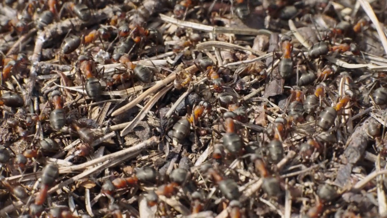 蚁丘里的蚂蚁视频下载