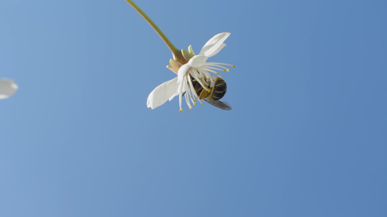 白花上的蜜蜂视频下载