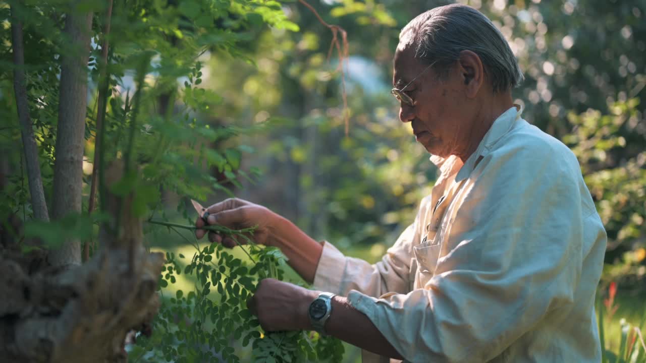 男子在家里的菜园园艺视频素材