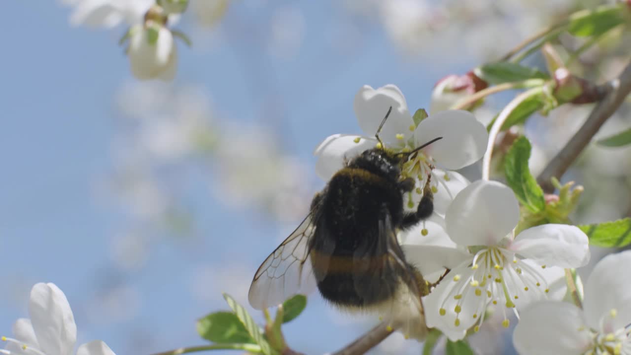 白花上的大黄蜂视频下载