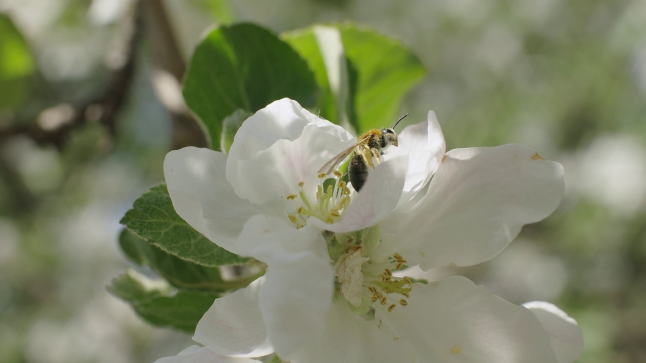 蜜蜂在苹果树花上视频下载