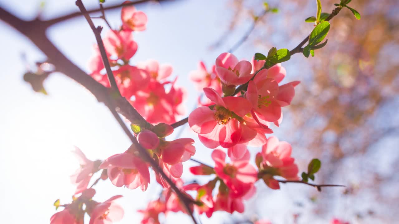 樱花盛开的树枝视频素材