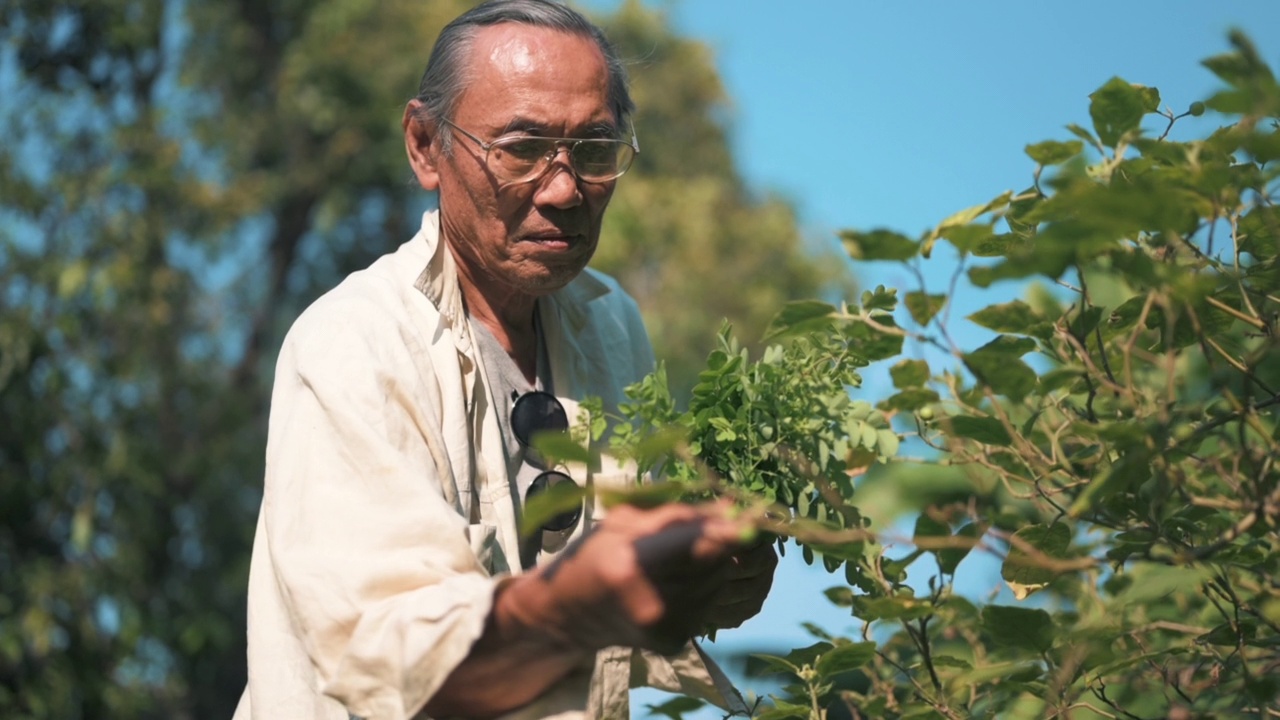 男子在家里的菜园园艺视频素材